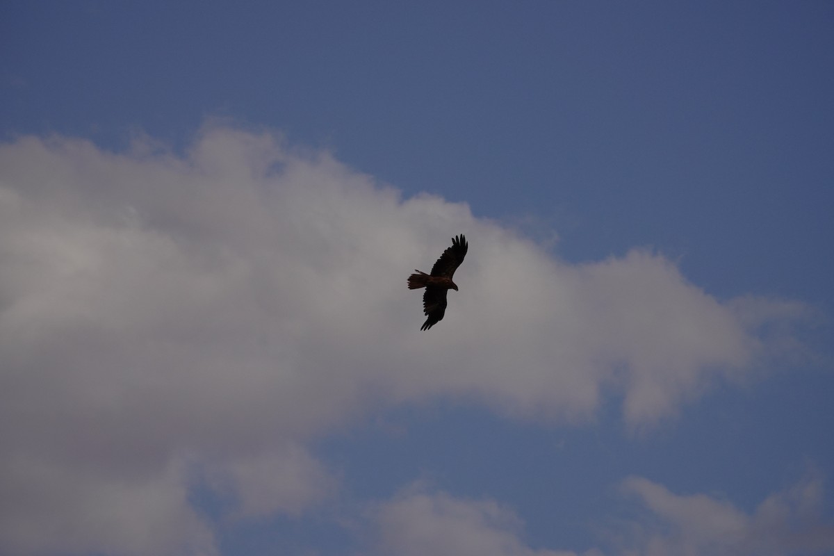 Whistling Kite - ML646684746