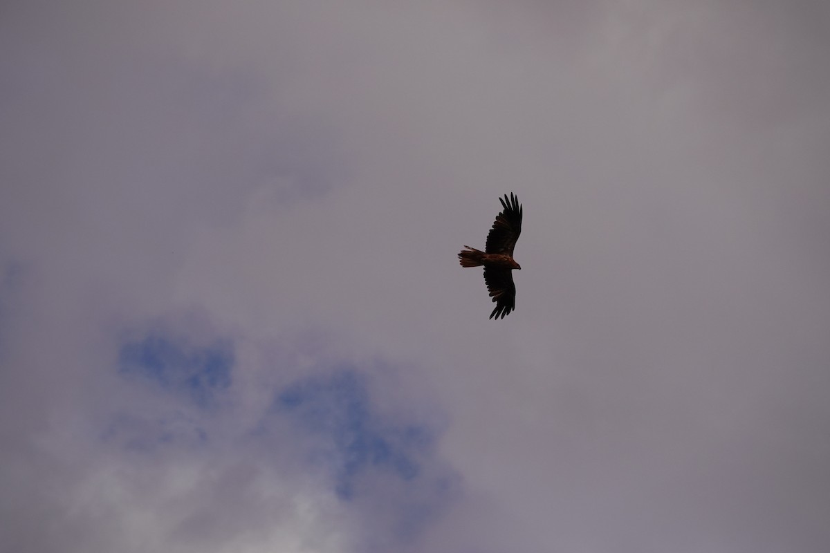 Whistling Kite - ML646684747