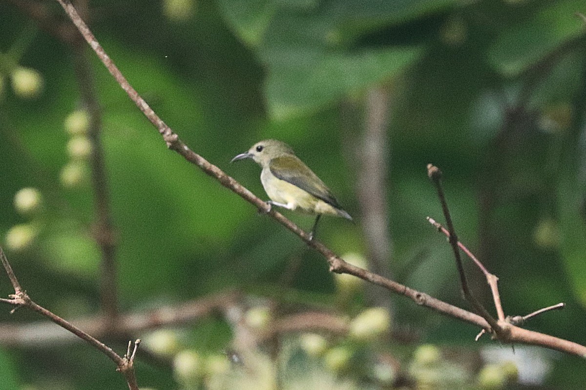 Andaman Flowerpecker - ML646684748