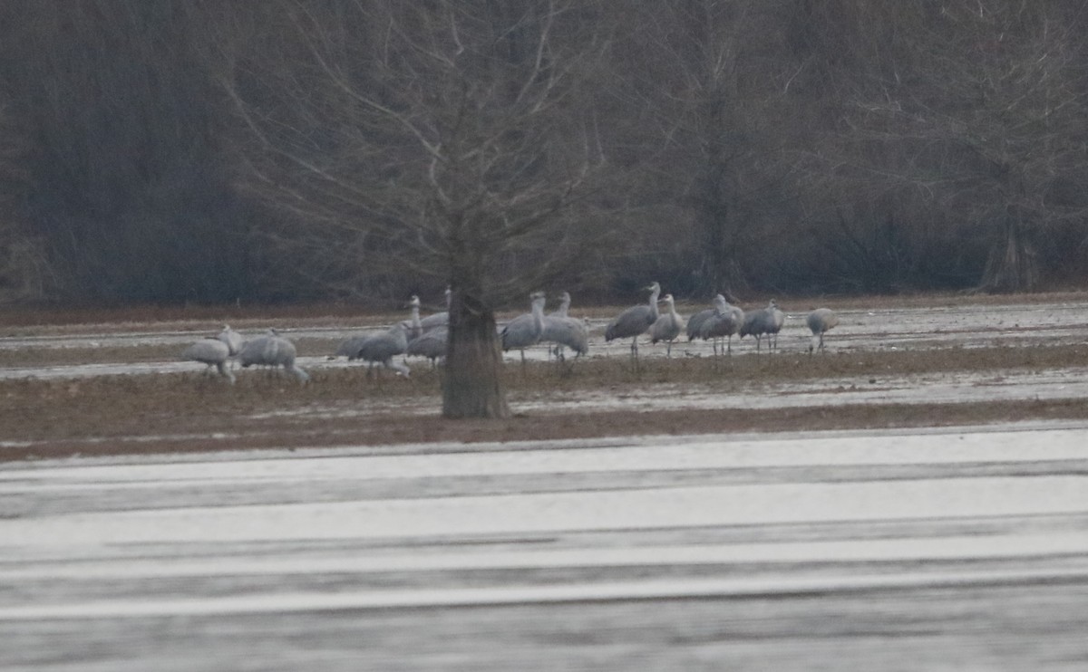 Sandhill Crane - ML646684749