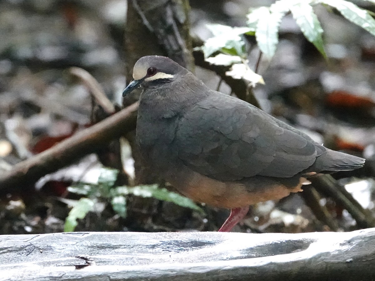Olive-backed Quail-Dove - ML646684751