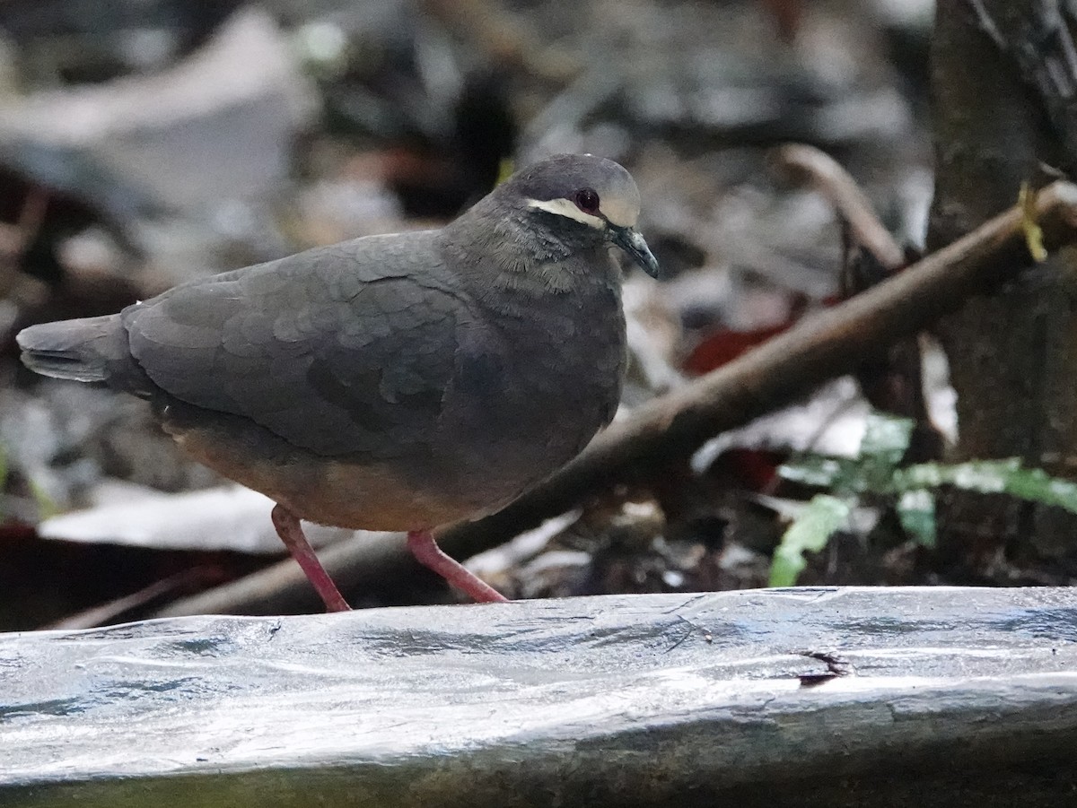 Olive-backed Quail-Dove - ML646684752