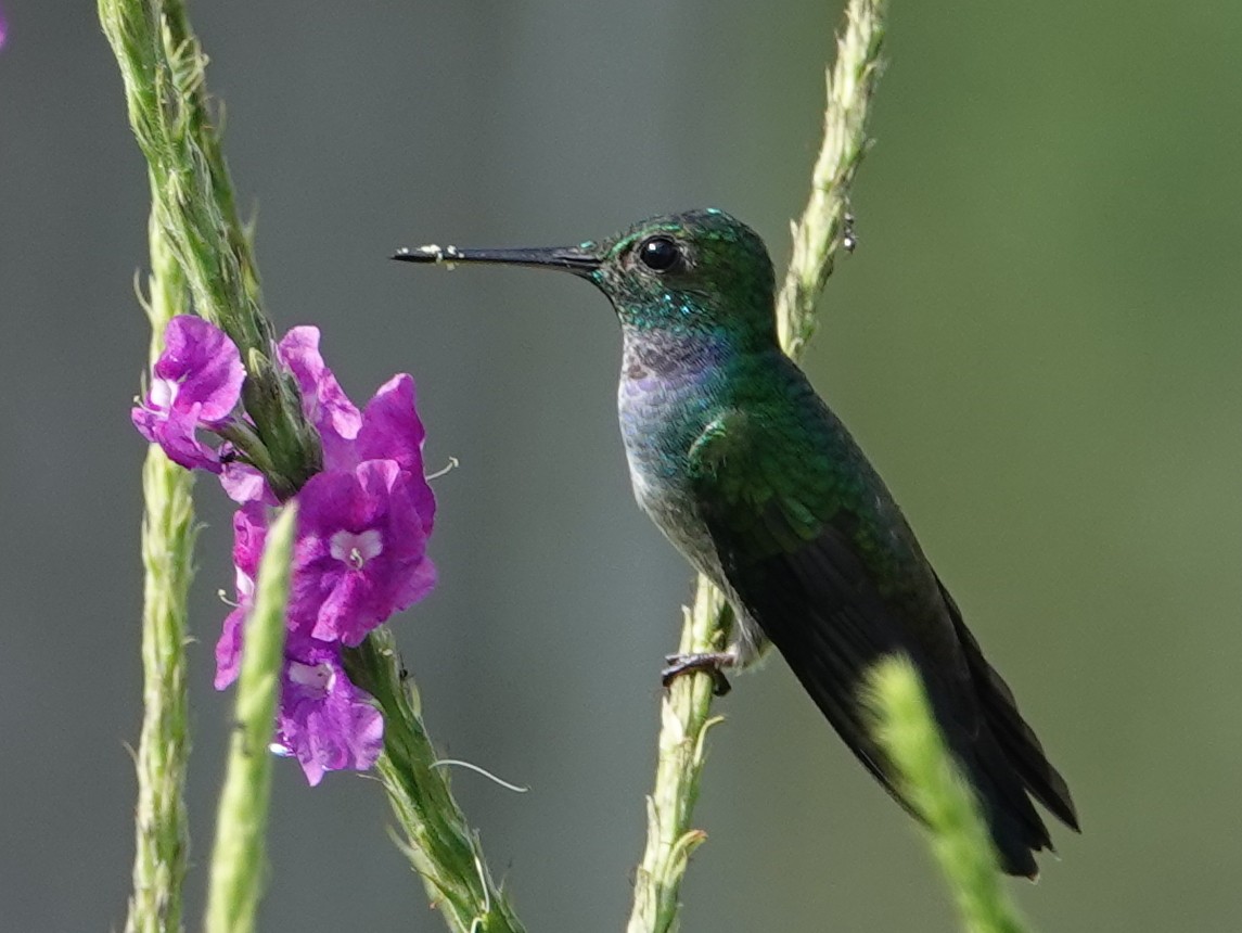 Blue-chested Hummingbird - ML646684753