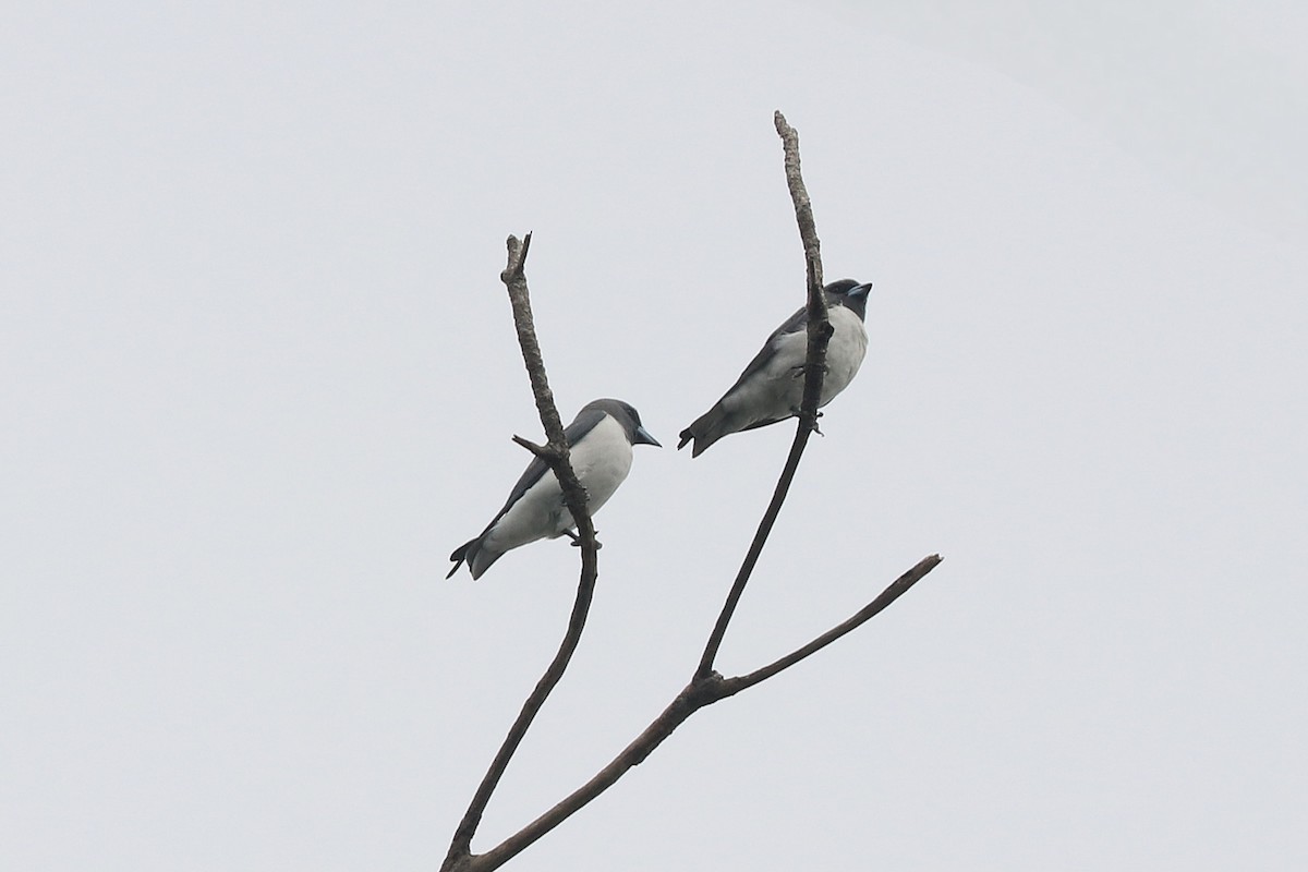 White-breasted Woodswallow - ML646684754