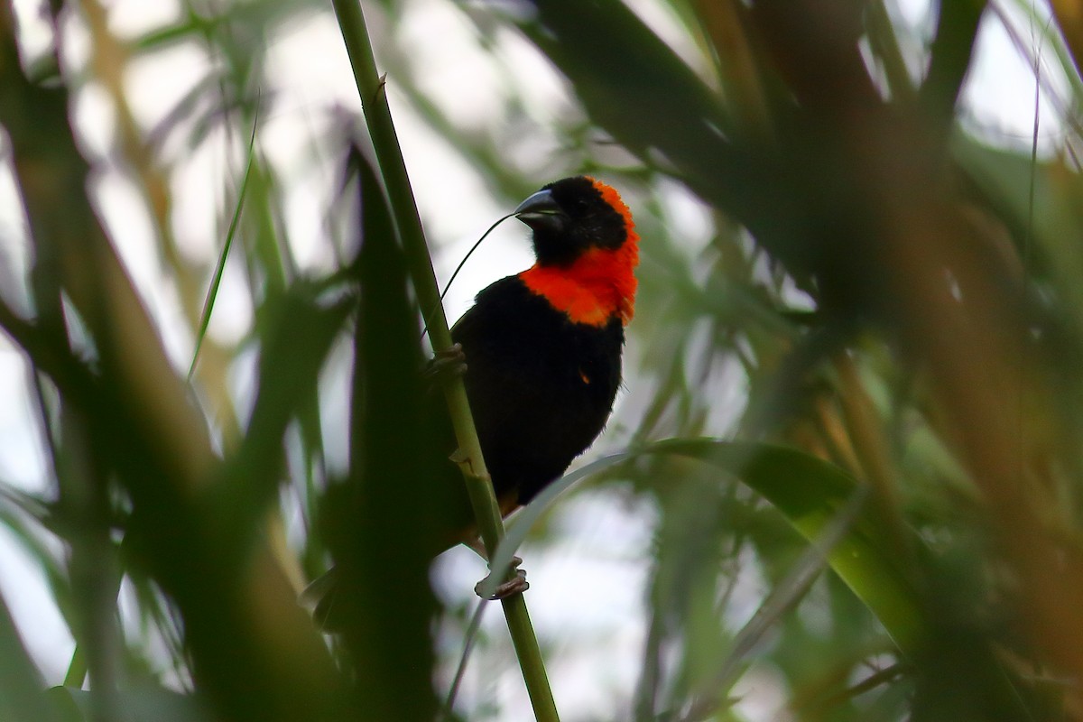 Southern Red Bishop - ML646684755