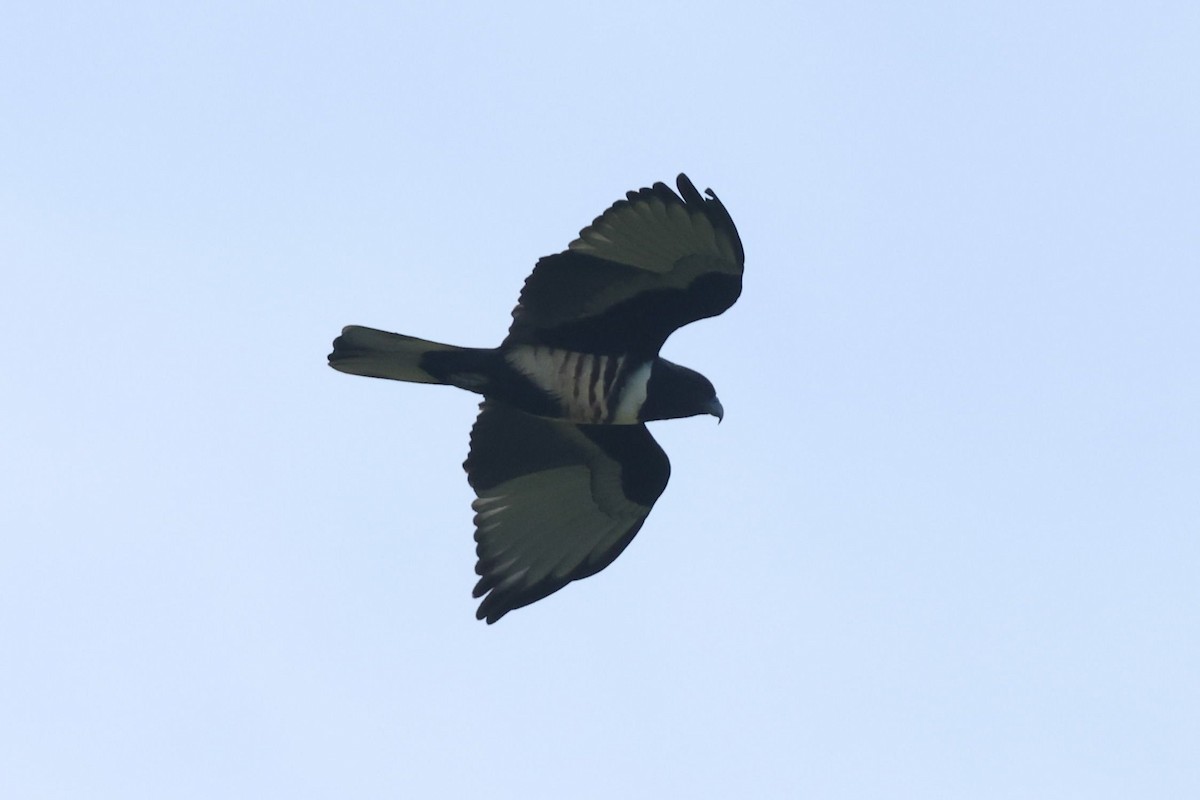 Black Baza - ML646684756