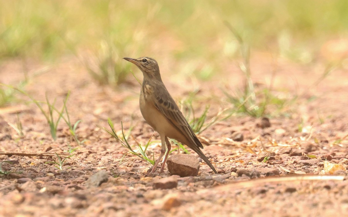 Plain-backed Pipit - ML646684757
