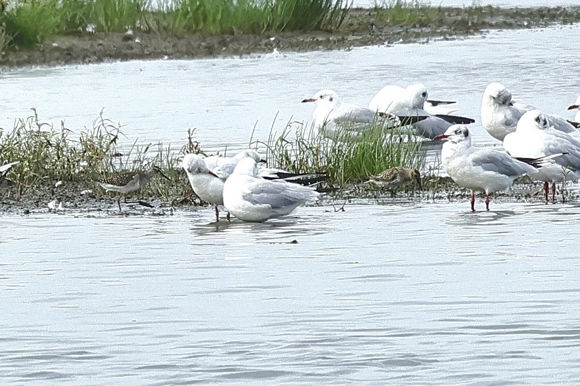 Wood Sandpiper - ML646684758