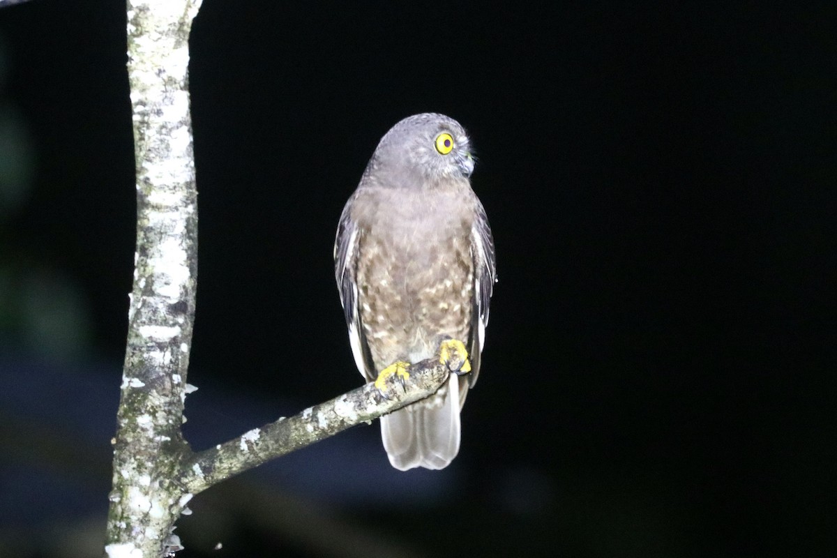 Hume's Boobook - ML646684759