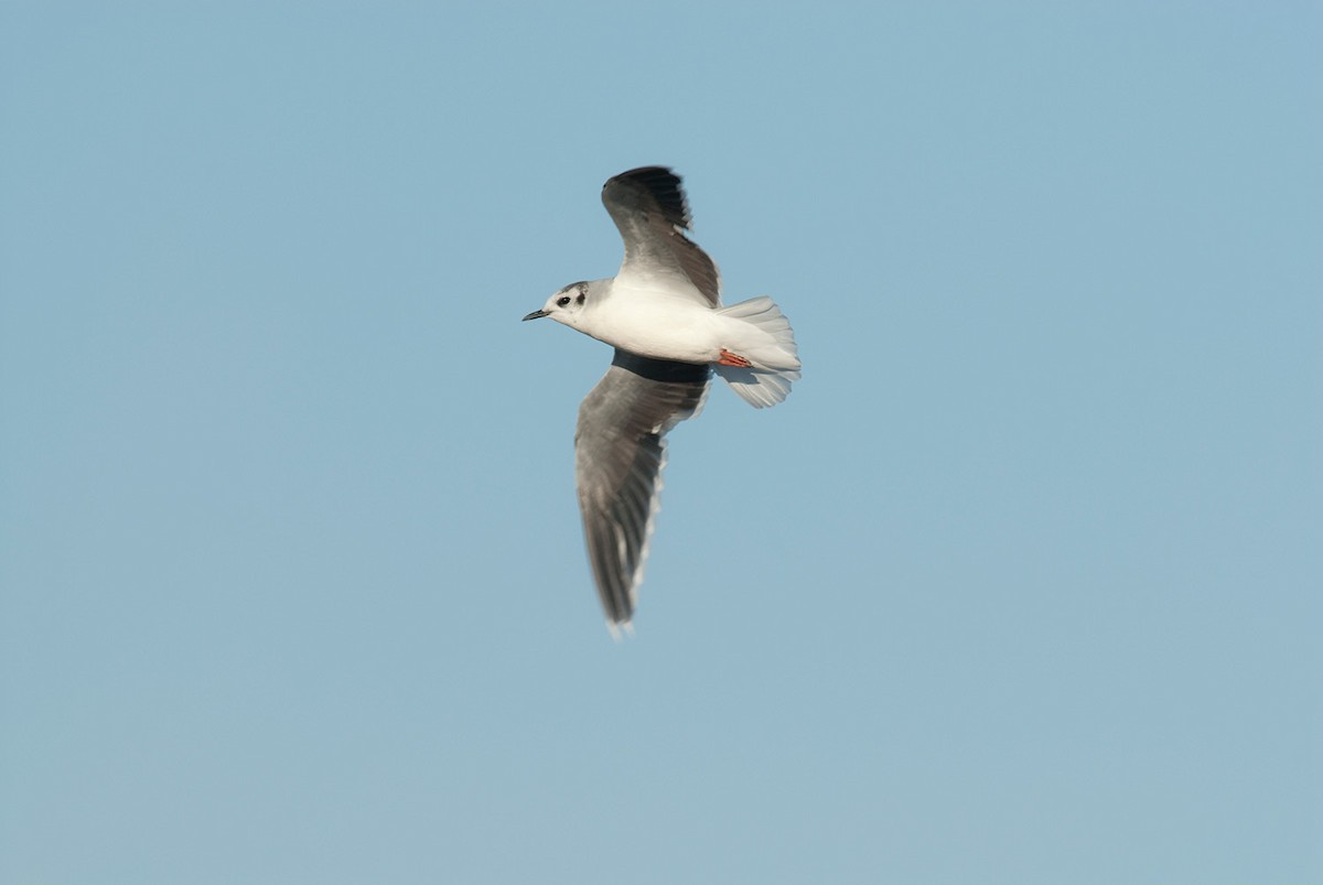Little Gull - ML646684760