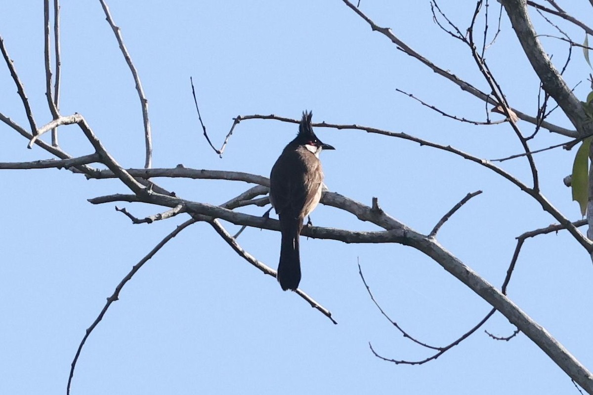 Red-whiskered Bulbul - ML646684762