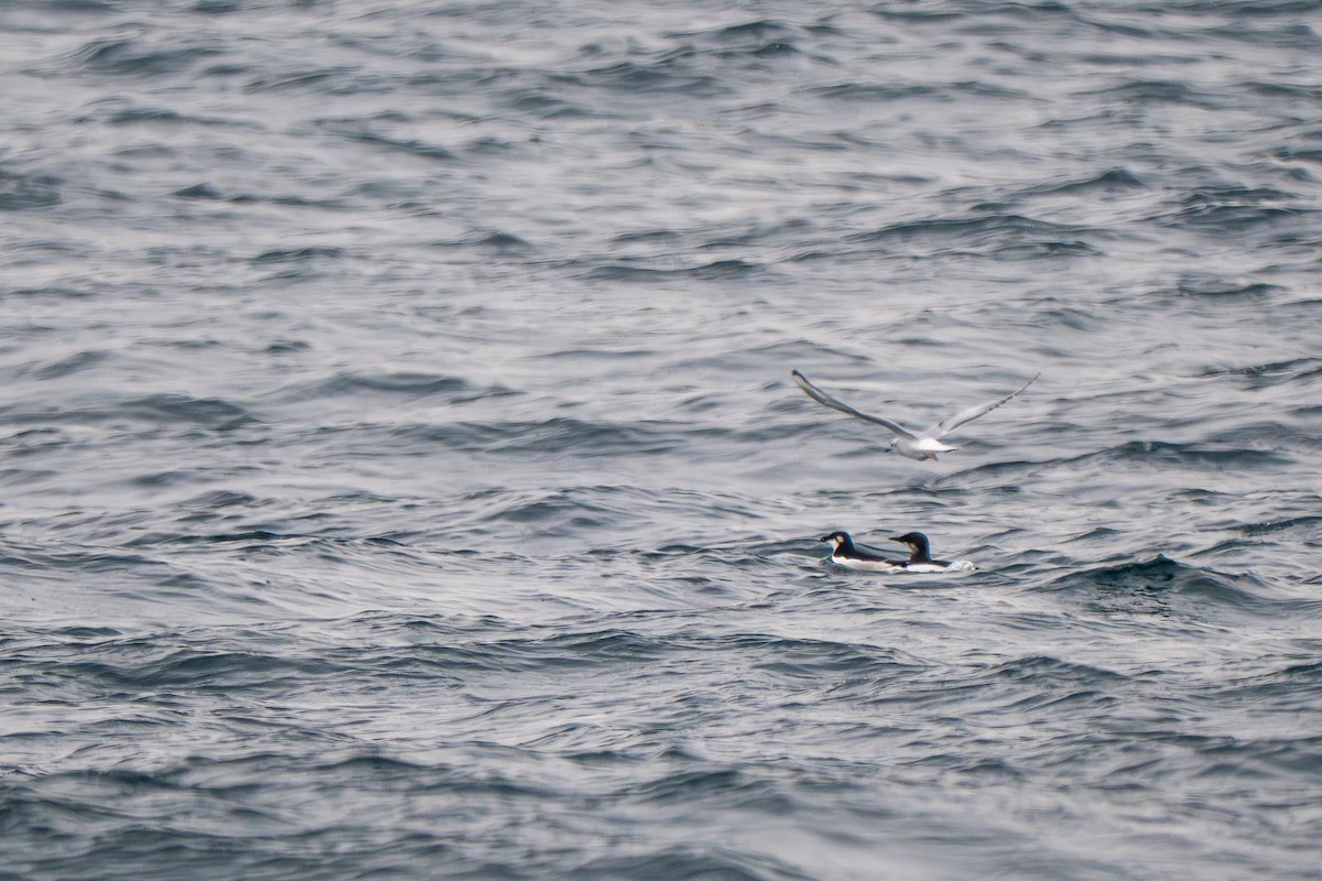 Thick-billed Murre - ML646684763