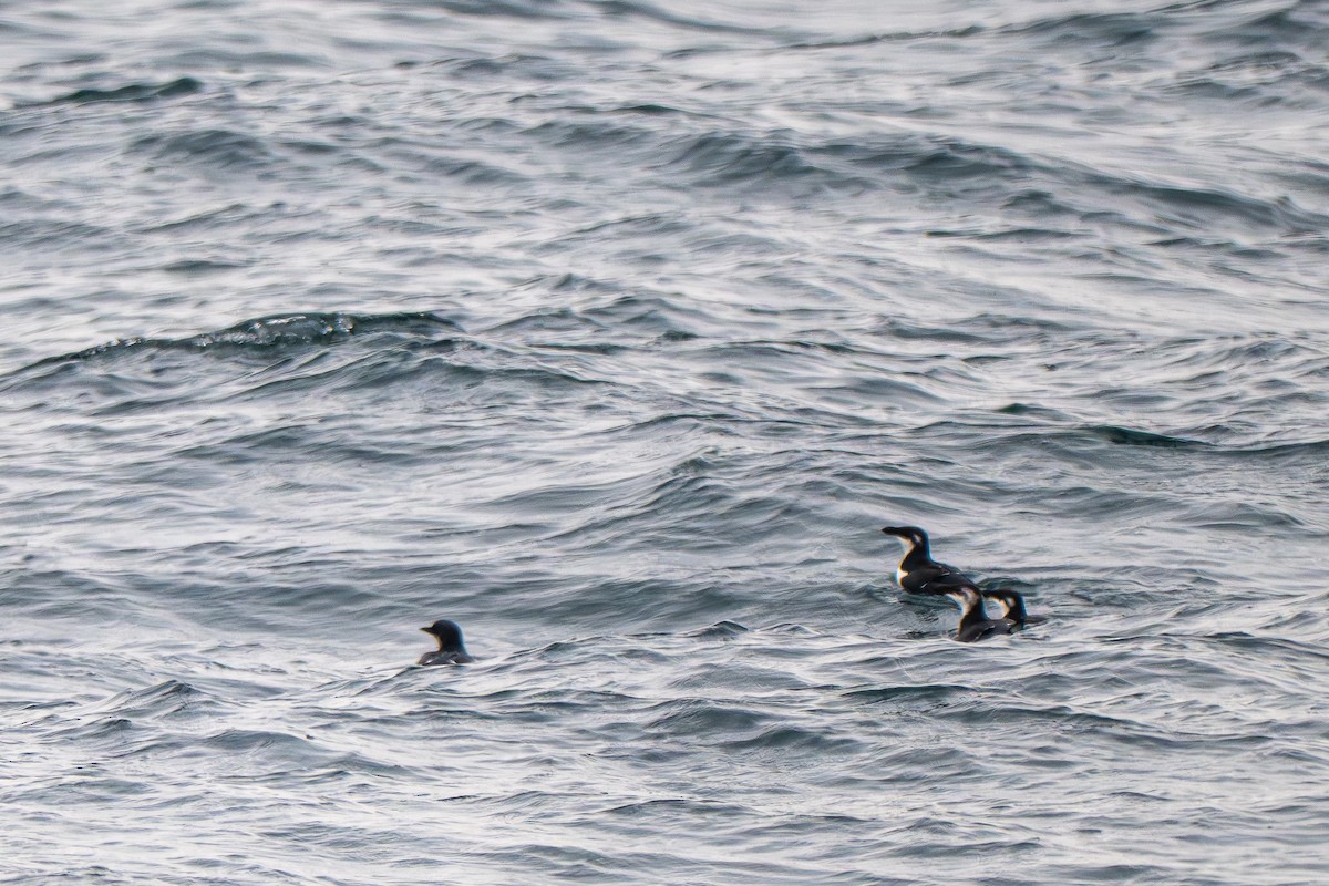 Thick-billed Murre - ML646684764
