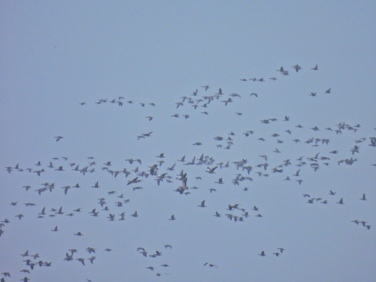 Ruddy Shelduck - ML646684767