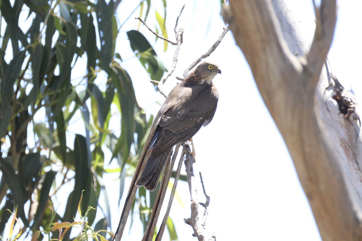 Halsringsperber - ML646684768