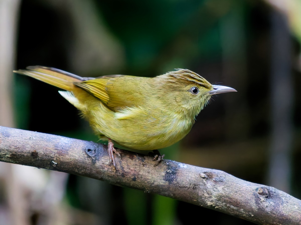 Качарский бюльбюль - ML646684769