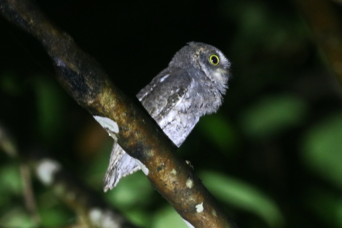 Oriental Scops-Owl - ML646684770