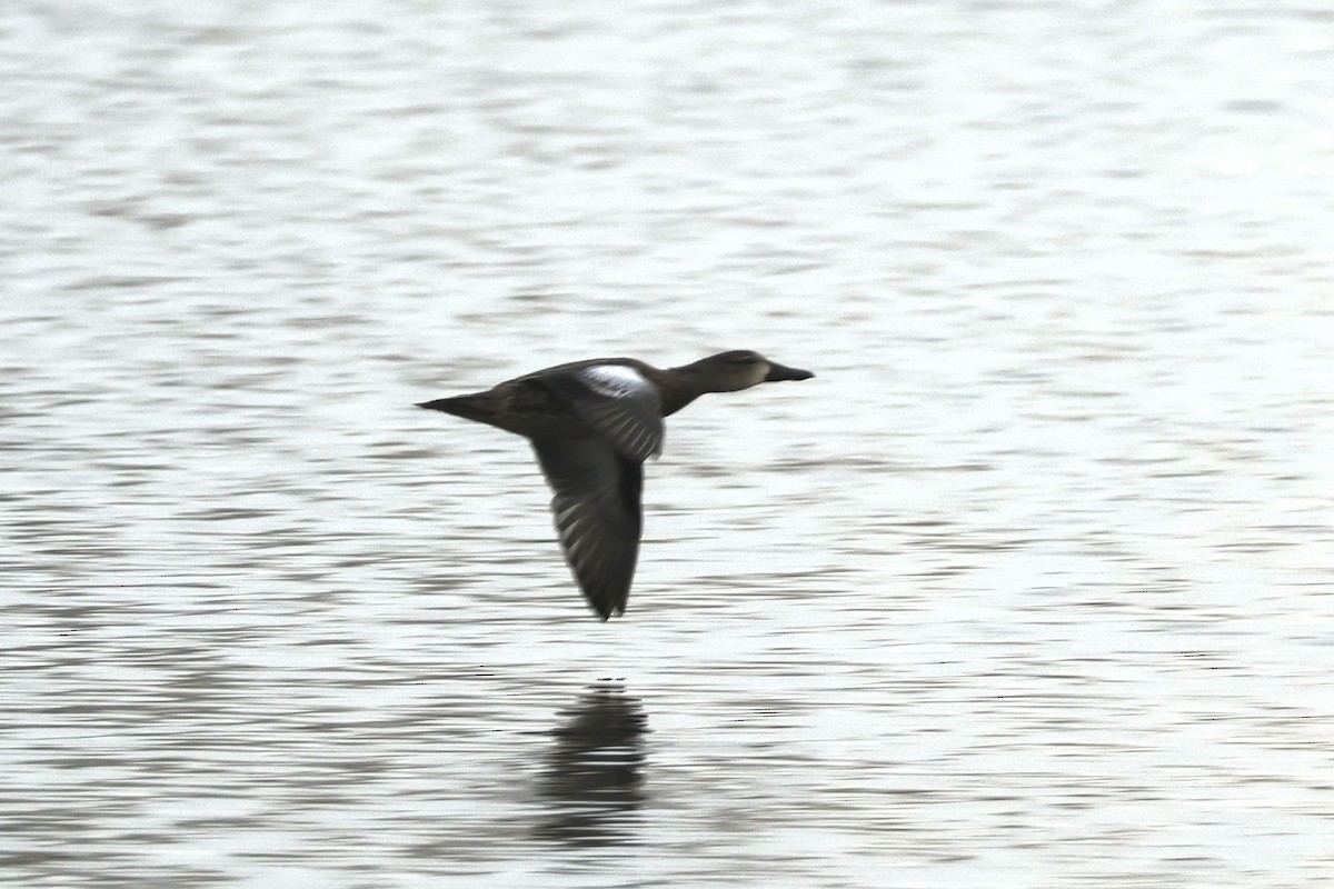 Zertzeta hegalurdina - ML646684781