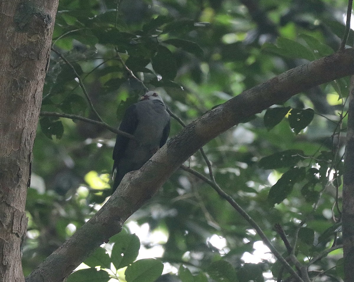 Andaman Wood-Pigeon - ML646684782