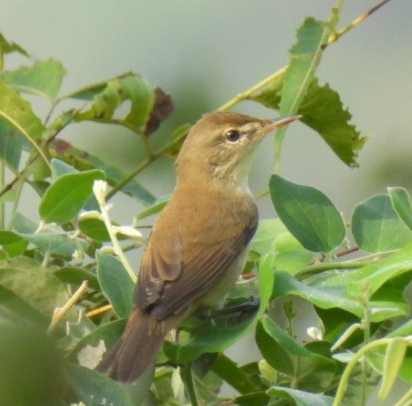 קנית אפריקנית - ML646684784