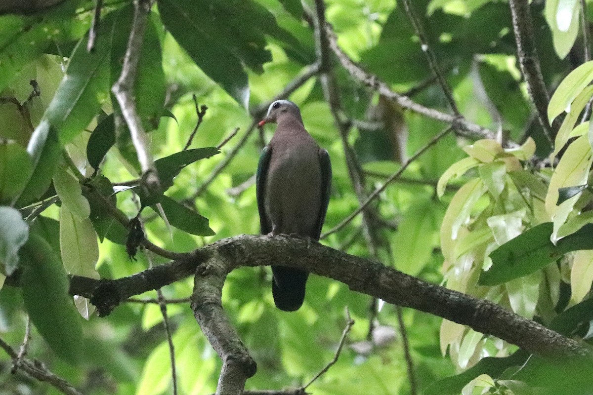 Asian Emerald Dove - ML646684785