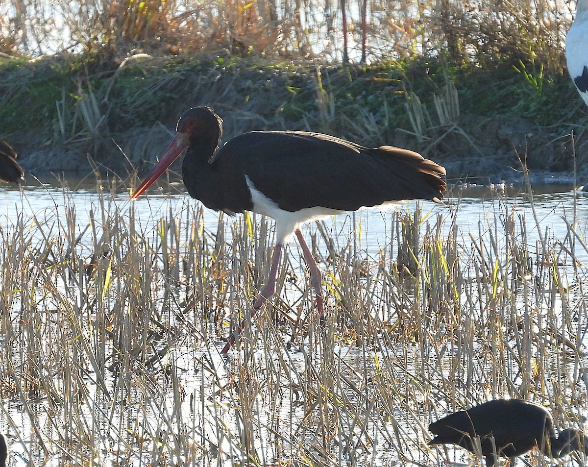 Black Stork - ML646684786