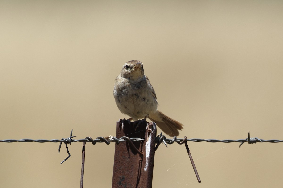 Rostbürzel-Buschsänger - ML646684787