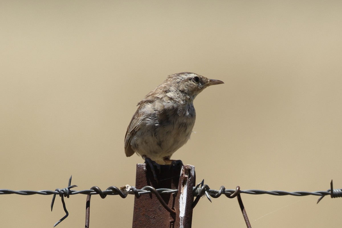 Rostbürzel-Buschsänger - ML646684788