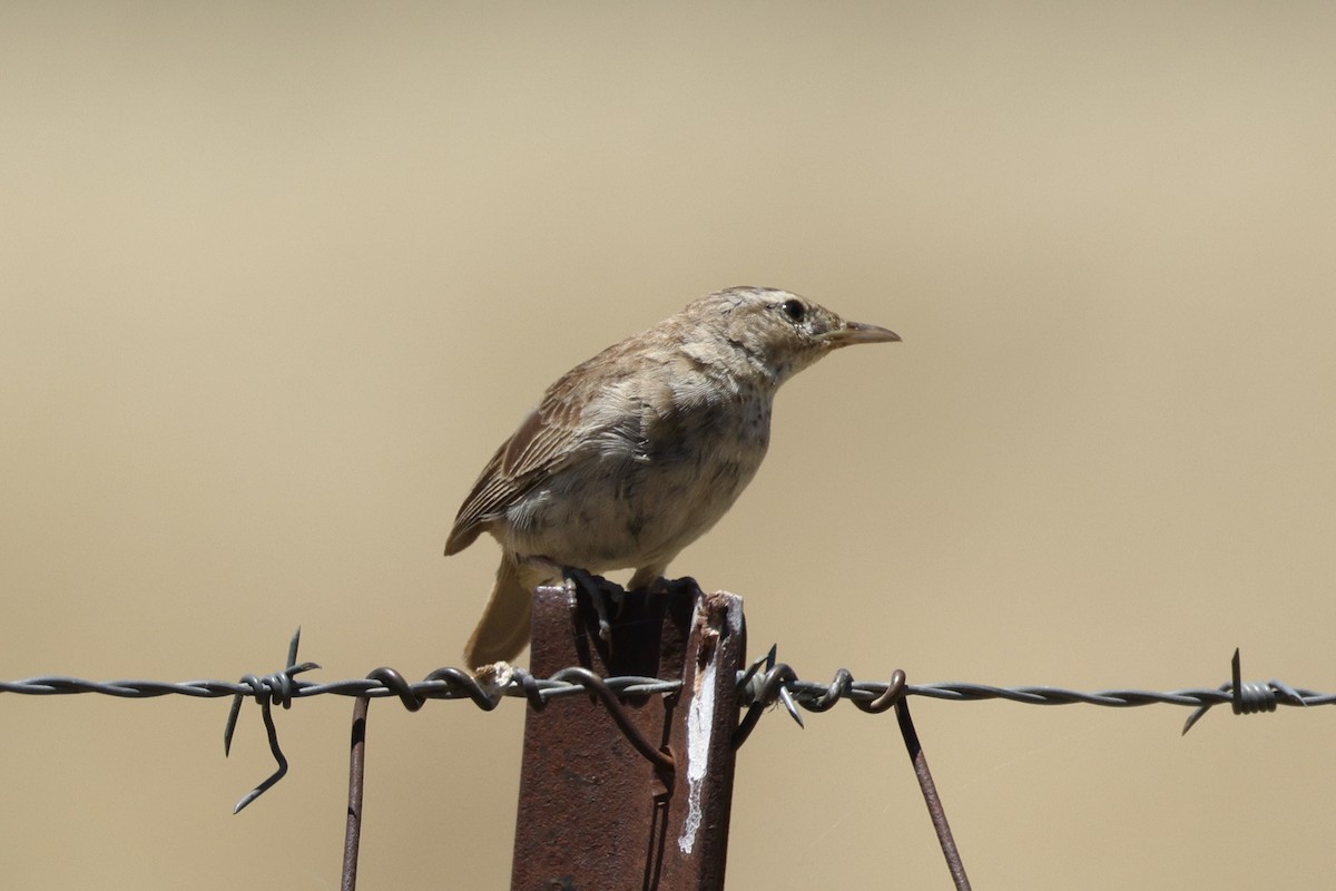 Rostbürzel-Buschsänger - ML646684789