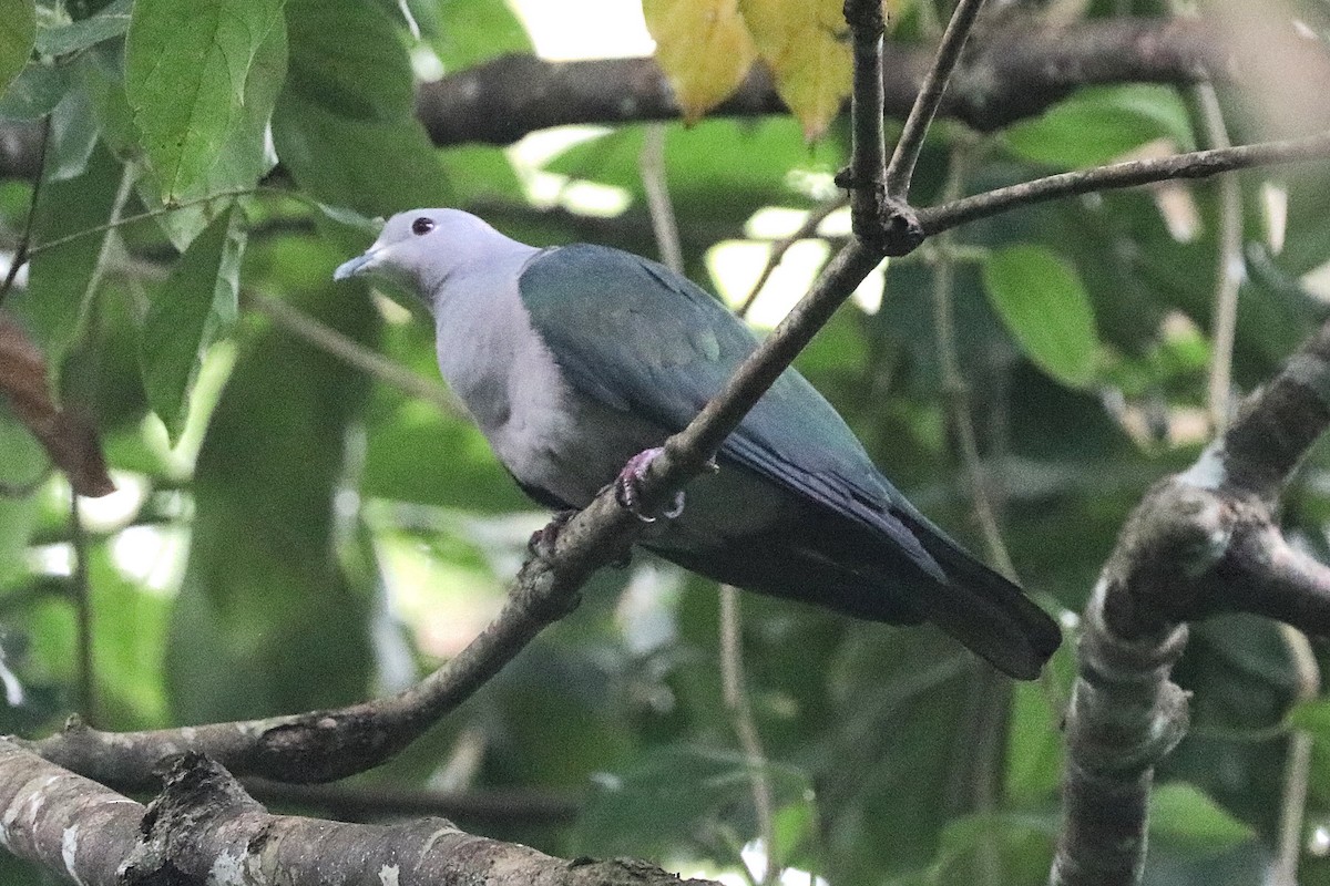 Green Imperial-Pigeon - ML646684790