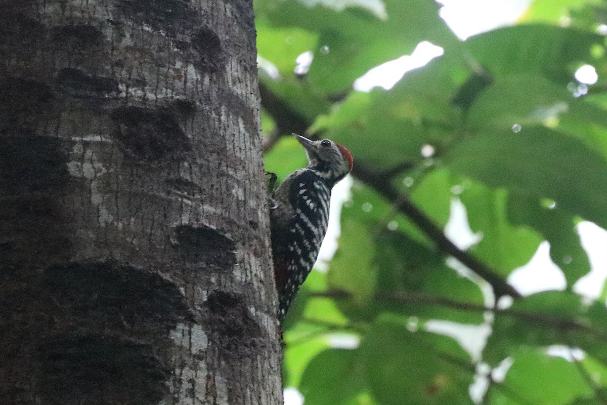 Freckle-breasted Woodpecker - ML646684792