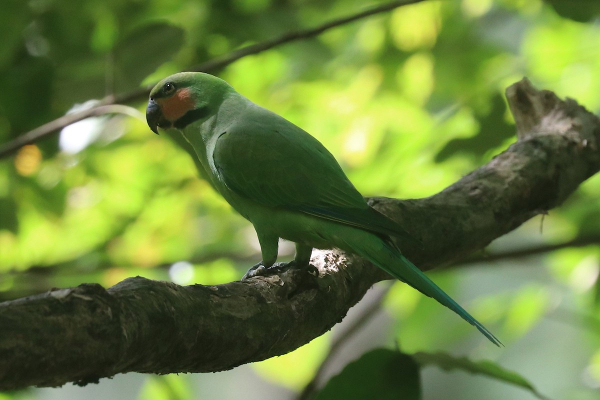 Long-tailed Parakeet - ML646684793
