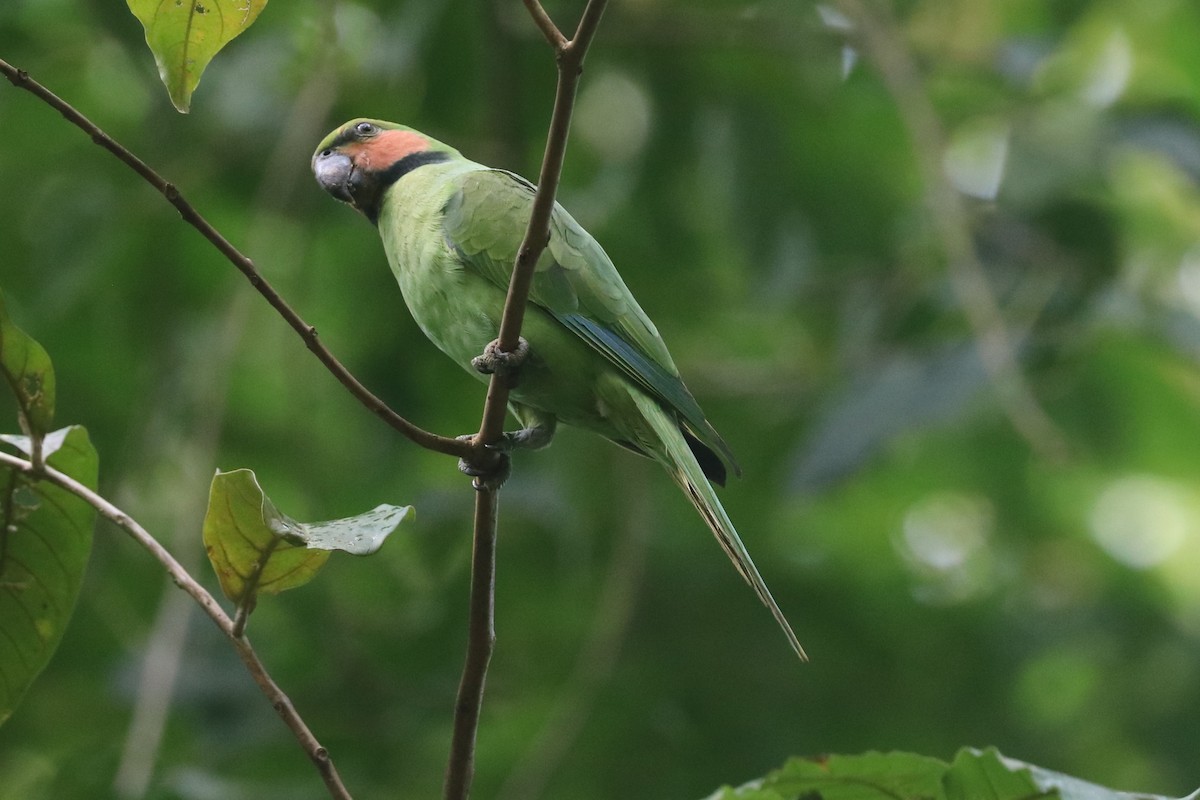 Long-tailed Parakeet - ML646684794