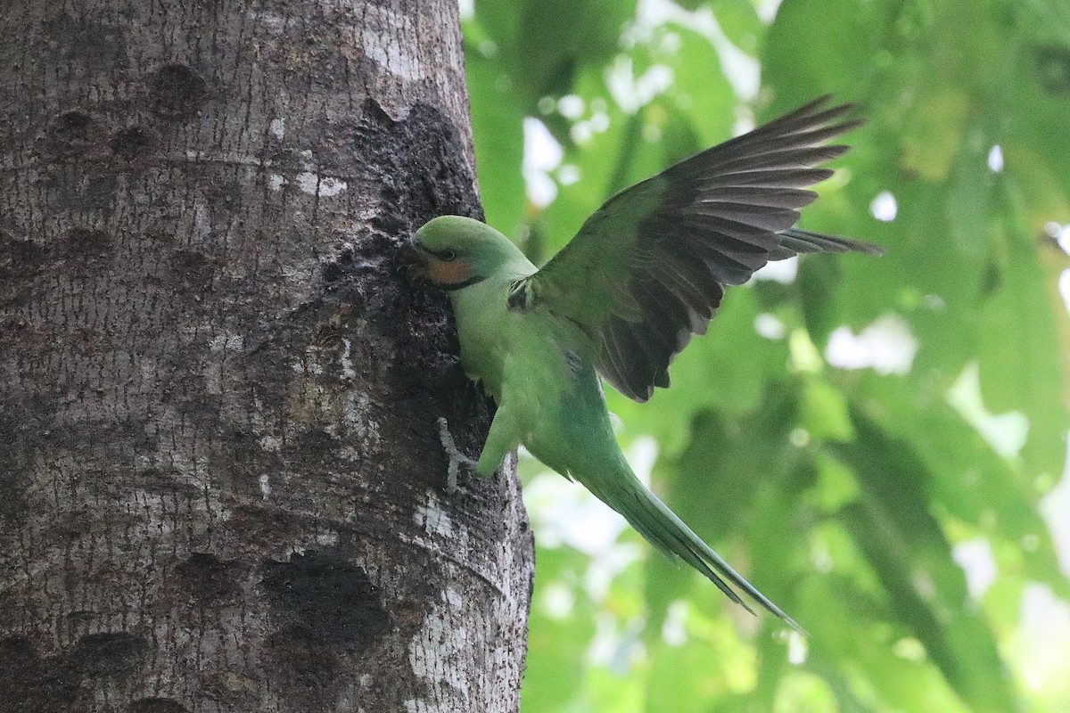 Long-tailed Parakeet - ML646684795