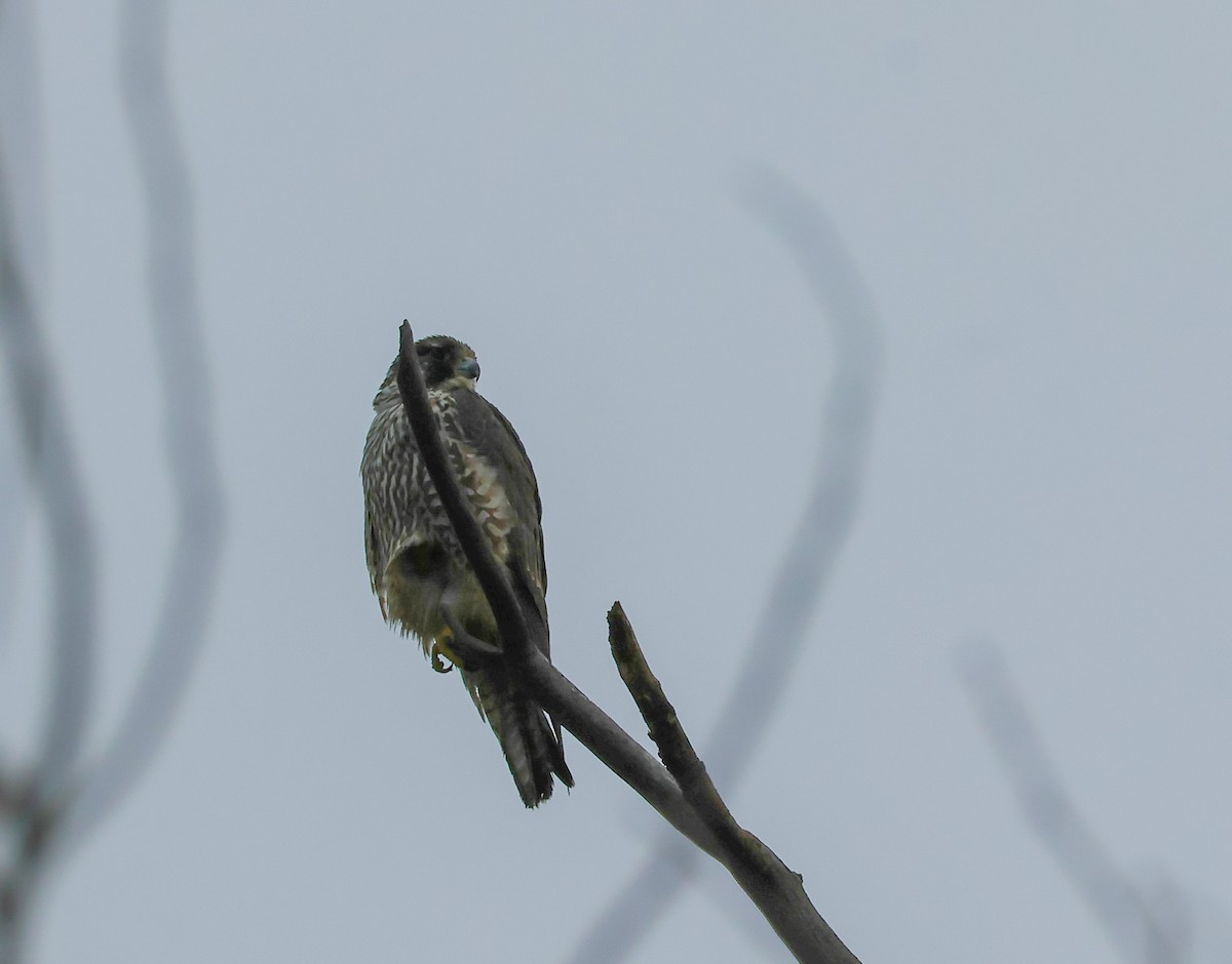 Peregrine Falcon (North American) - ML646684796