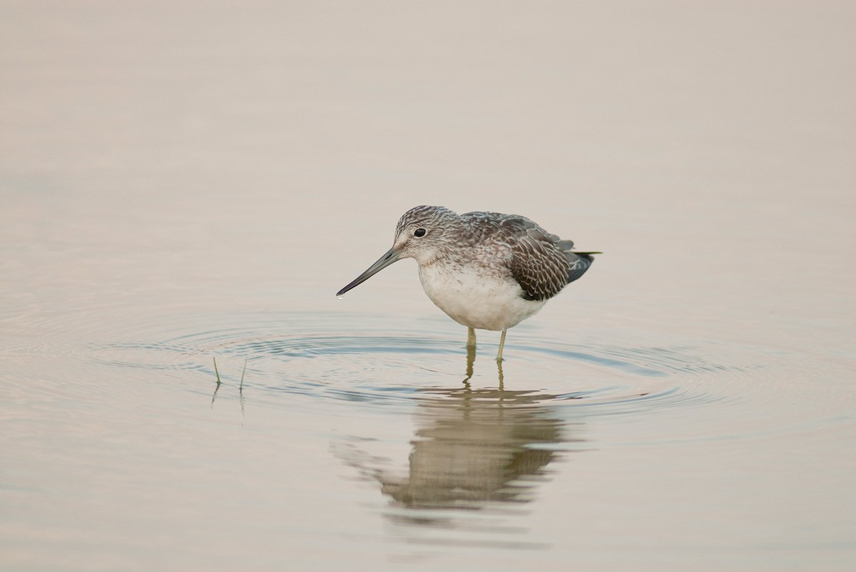 Pantana - ML646684797