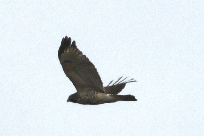 Red-tailed Hawk (borealis) - ML646684798