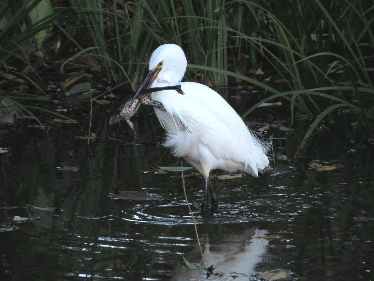 Little Egret - ML646684802