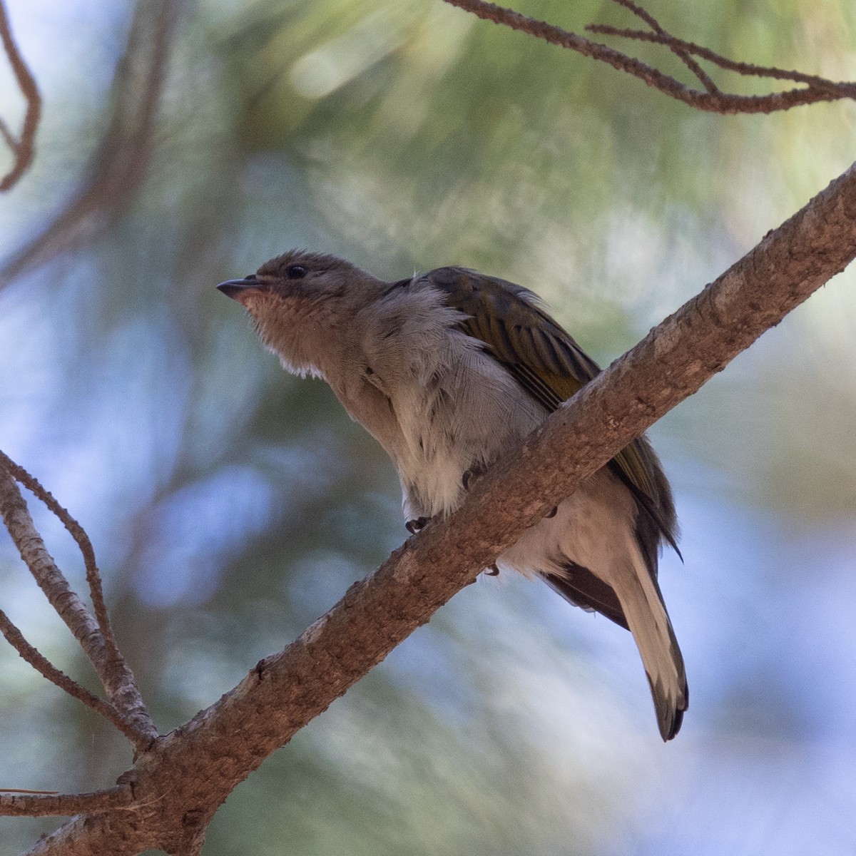 Lesser Honeyguide - ML646684803