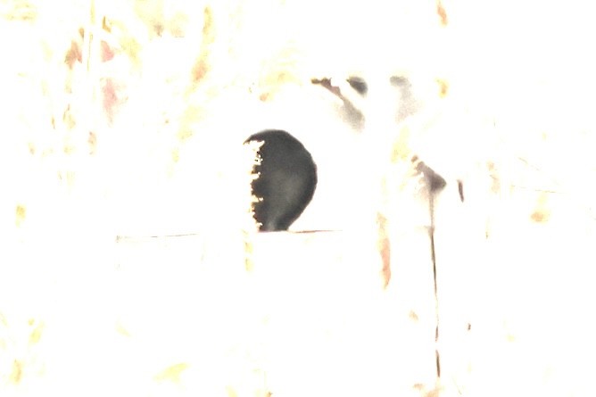 American Barn Owl (American) - ML646684805