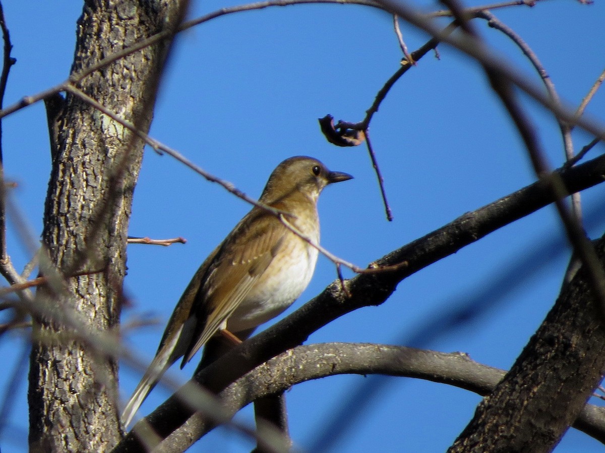 Pale Thrush - ML646684807
