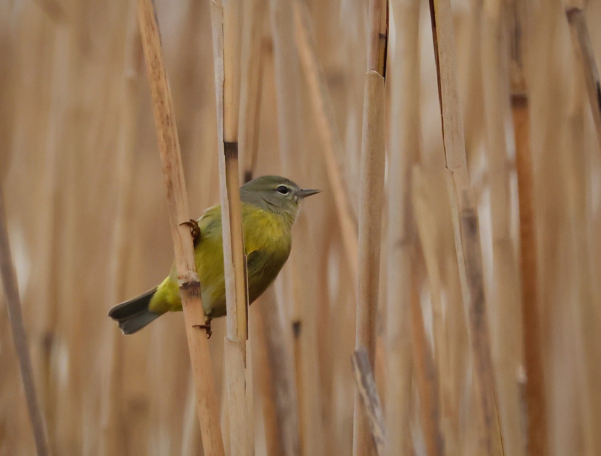Orange-crowned Warbler - ML646684808