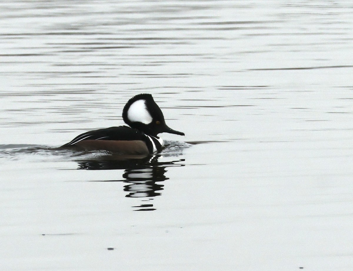 Zerra buruhandia - ML646684820