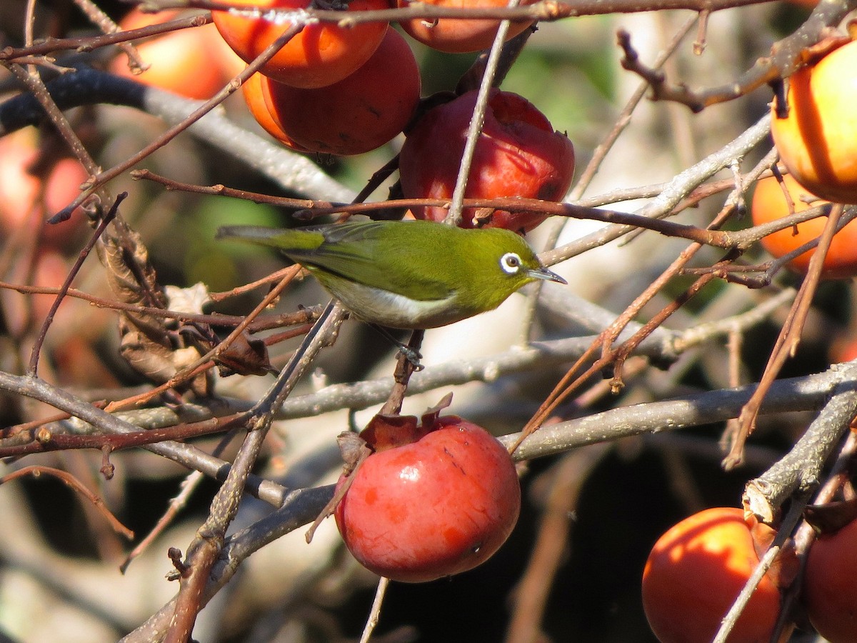 Warbling White-eye - ML646684823