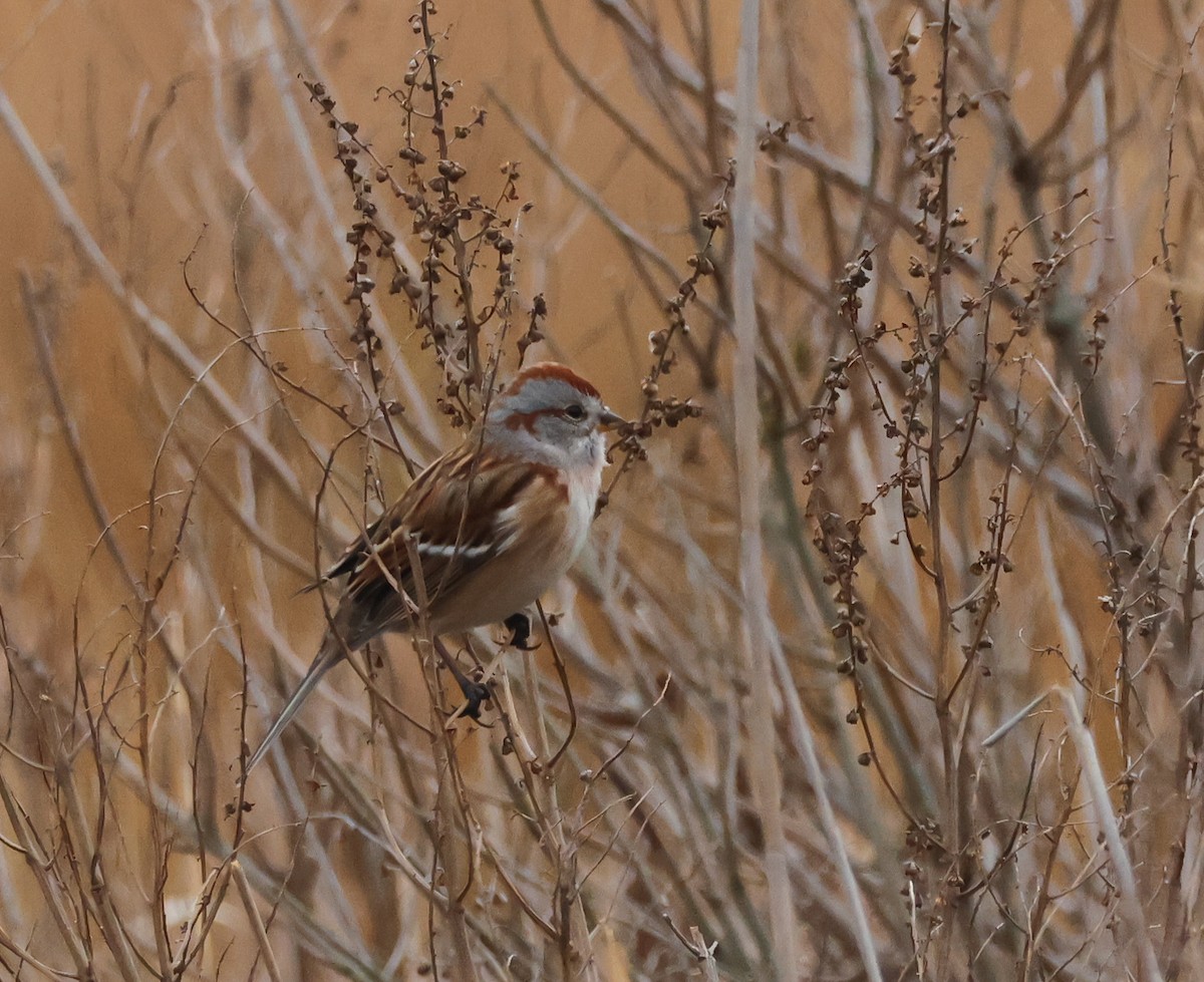American Tree Sparrow - ML646684824
