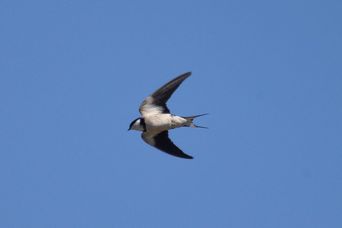White-throated Swallow - ML646684825