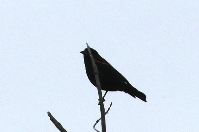 Red-winged Blackbird (Red-winged) - ML646684826