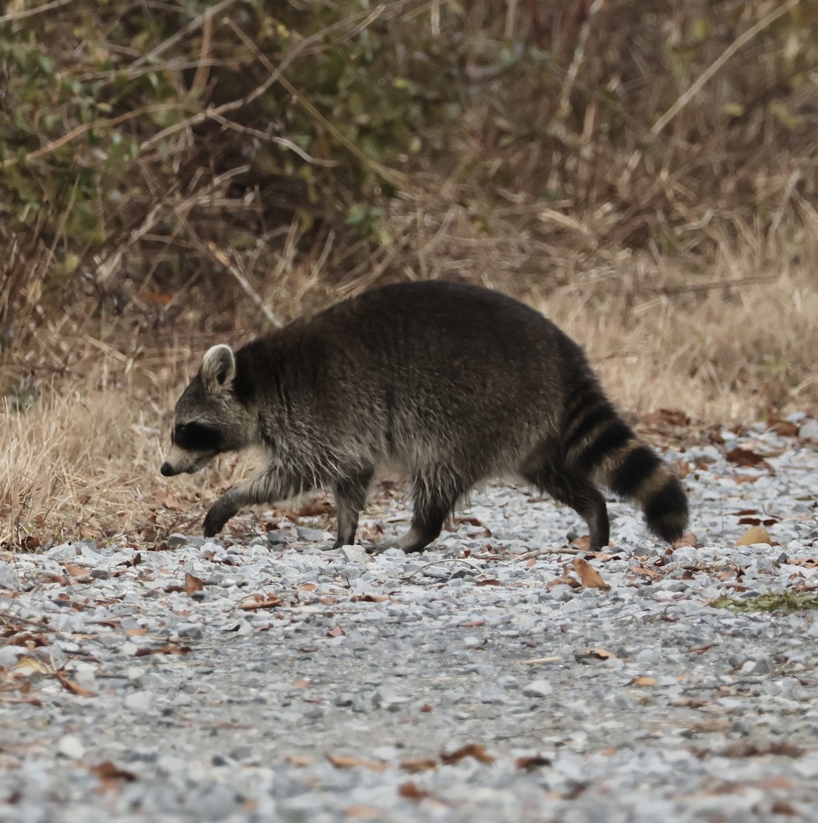 Eastern Raccoon - ML646684827