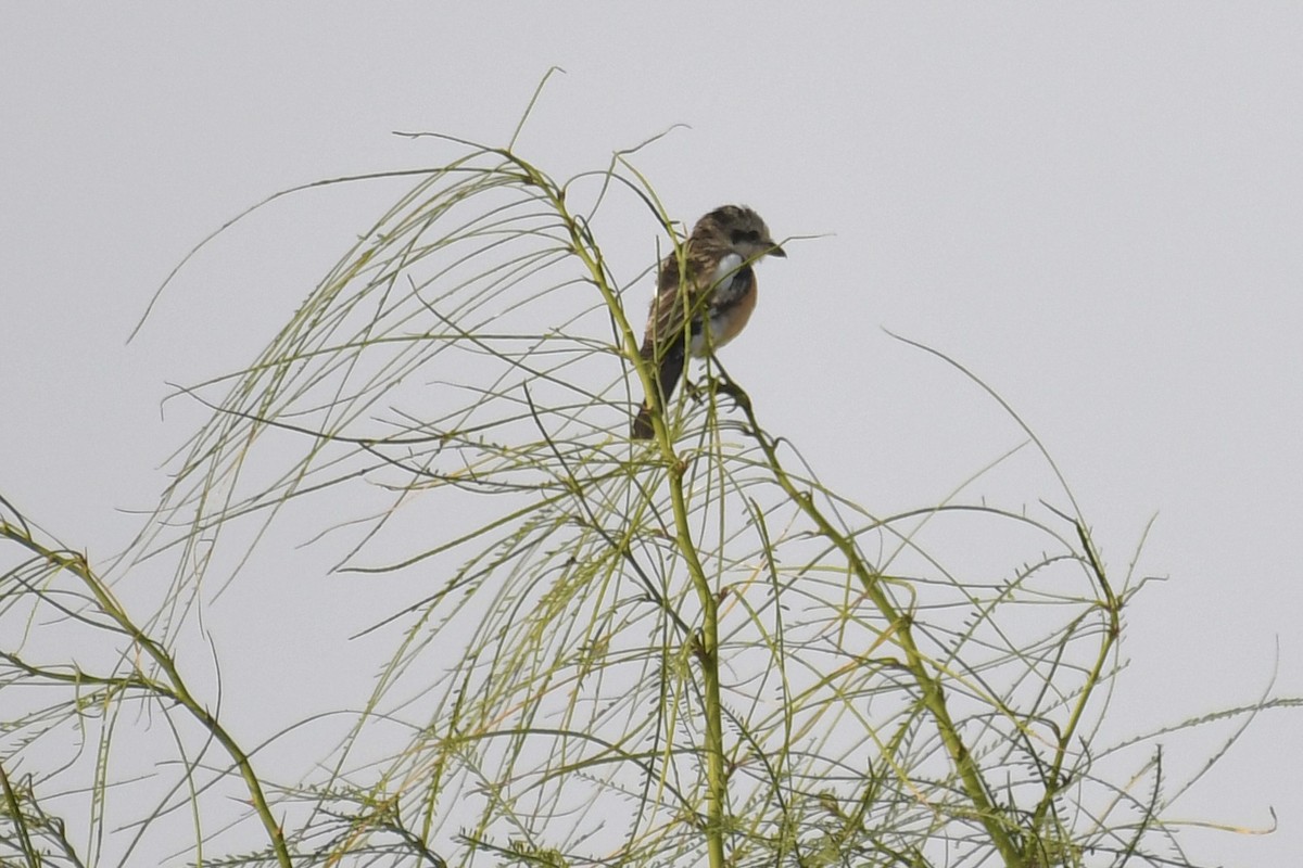 Antzandobi nubiarra - ML646684828