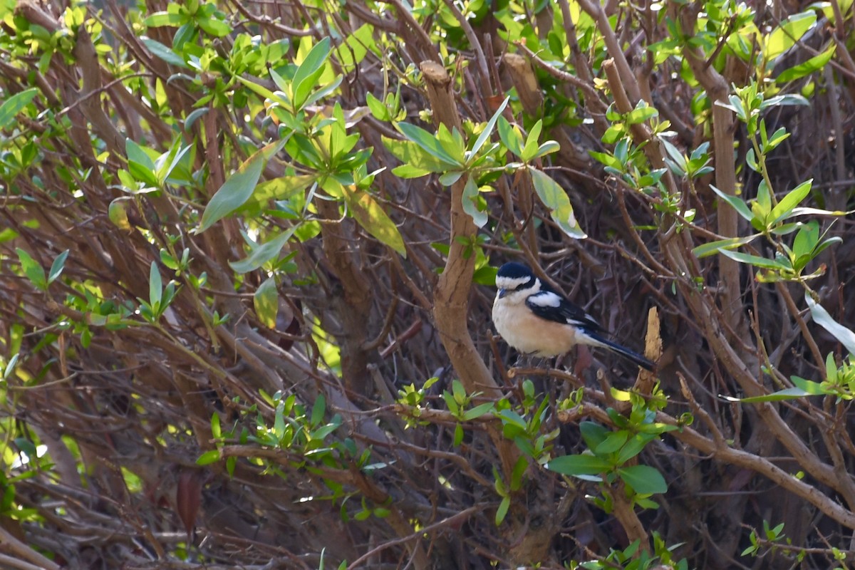 Antzandobi nubiarra - ML646684829